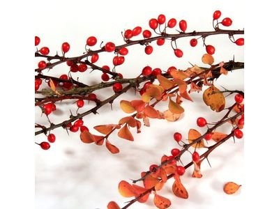 Barberry branches with red berries, a natural source of berberine