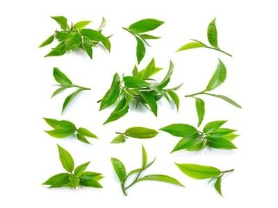 Fresh green tea leaves